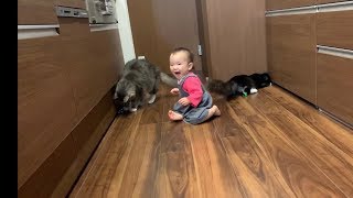 赤ちゃんと兄弟のように遊ぶ猫　ノルウェージャンフォレストキャット　A cat playing like a daughter and brother