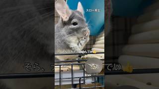 てやんでいをしたくてウズウズしてるチンチラ　＃chinchilla＃チンチラ＃shorts