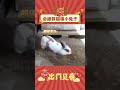 会拯救猫咪的小兔子！ 娱乐评论 动物世界 猫咪 兔子 动物 萌宠 shorts 出门见喜