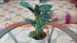 Ctenanthe Setosa Care, Never Never Plant, Prayer Plant care, Calathea care