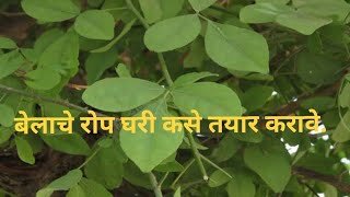 Prepare bella plant at home How to prepare bella plant at home