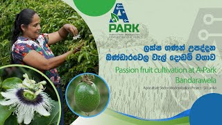 Passion fruit cultivation at Bandarawela | ASMP | A-Park