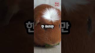 스위스에 있는 특이한 법