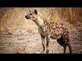 Hyenas The Ultimate Predators | Wildlife Whispers