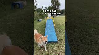 日本最大級の犬のテーマパークに行ったら広すぎて体力0になった😂