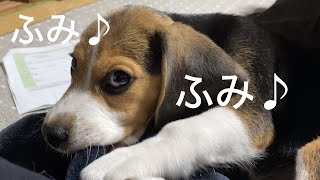 毛布でフミフミするビーグル【子犬】【癒し】