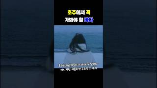 호주 이 바다는 꼭 가봐