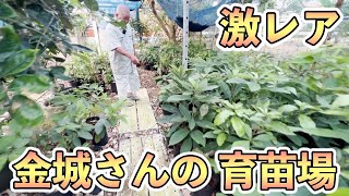 【激レア】金城さんの作る珍しい果樹の苗木たち．．．そしてレイシ・グァバ園へも！！