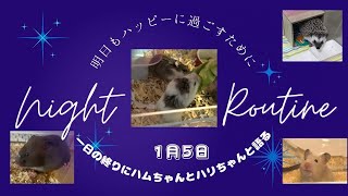 １日の終りにハムちゃんとハリちゃんと語る〜2024年1月5日