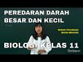 Peredaran Darah Besar & Kecil, Sistem Peredaran Darah Manusia - Biologi Kelas 11 - Quipper Video