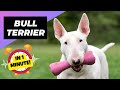 Bull Terrier - In 1 Minute! 🐶 One Of The Most Popular Dog Breeds In The World | 1 Minute Animals