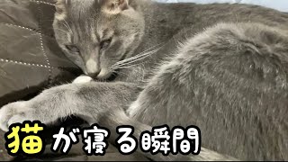 猫が寝る瞬間がかわいい？