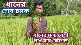 ধান কাঁটার আগে শেষ চমক | ধানের মূল্য কিভাবে বেশী পাবেন? | Last Surprise of Rice