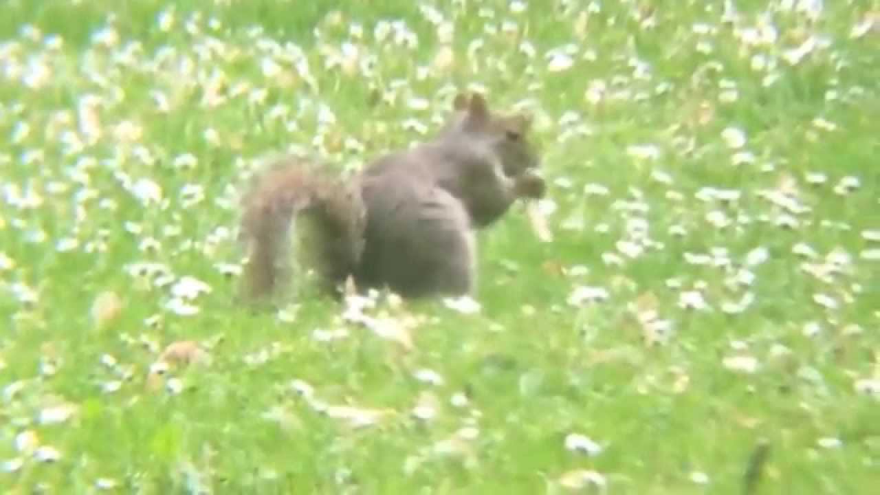 Chasing Squirrels Youtube