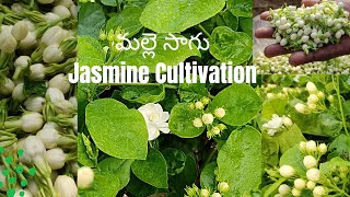 మల్లె సాగు || Jasmine Cultivation