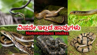 ಈ ಹಾವುಗಳು ಸಾಕುವ ಬೆಕ್ಕುಗಳ ಹಾಗೆ  ಯಾವುದೇ ಅಪಾಯವಿಲ್ಲ | Nonvenomous snakes of India | Facts kannada