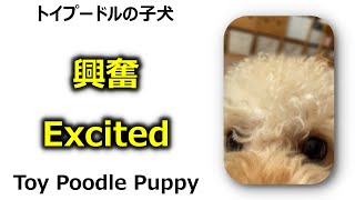 興奮 トイプードルの子犬 Toy poodle puppy Excited #shorts