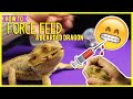 How To FORCE FEED A Bearded Dragon! | Pet Reptiles How To FORCE FEED A Bearded Dragon! | Pet Reptiles