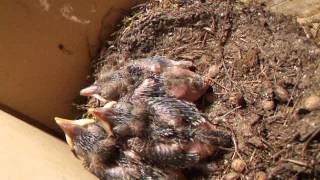 Another feeding, but with worms-Baby Eurasian Blackbirds