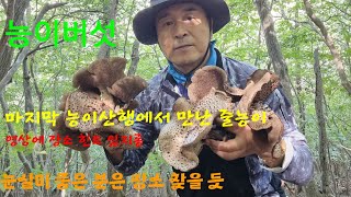 마지막능이버섯 산행에서 만난 줄능이 손맛,힌트를 아시는분이 ..