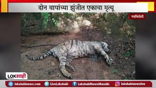 Gadchiroli News | दोन वाघांच्या झुंजित एकाचा मृत्यू