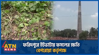 ফরিদপুরে ইটভাটায় ফসলের ক্ষতি,বেপরোয়া কর্তৃপক্ষ | Faridpur | Brickfield | ATN News