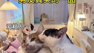 男友真实的一面 #情侣日常 #情侣表情包 #猫咪表情包 #猫咪