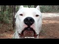 why it sucked to be born as a dogo argentino