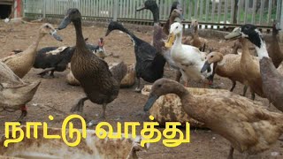 நாட்டு வாத்து வளர்ப்பு | Country duck breeding🦆