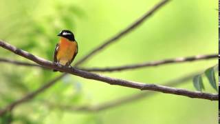 ♪鳥くん野鳥動画（タイThai）マミジロキビタキ♂ Yellow-rumpedFlycatcher