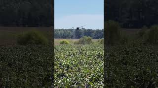 Watching an ag drone defoliate cotton