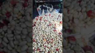 Pulping Operations - Moy Hall Estate Coffee