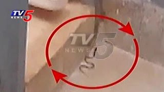 Snakes Threat in Chittoor Government Hospital | TV5 News