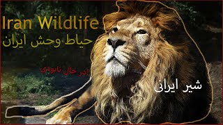 Iran Wildlife|حیاط وحش در خطر ایران، فکر میکردید ایران انقدر گونه جانوری داشته باشه؟