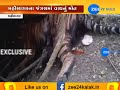 ek tha tiger death of tiger in lunavada mahisagar zee 24 kalak