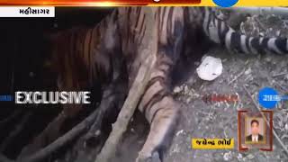 Ek tha Tiger !  Death of Tiger in Lunavada Mahisagar | Zee 24 Kalak