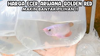 HARGA ECER ARWANA GOLDEN RED‼️PASAR IKAN HIAS PARUNG‼️