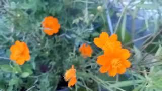 Cosmos Flower Growing & Care | How to Grow Cosmos Plant Easily #cosmos #flower