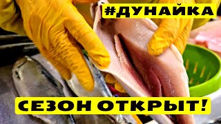 ШОК!!! 🐟 Сколько стоит первая дунайка? ⚓ Одесса Привоз 🔥 Рыбный ряд 🎬 Обзор 14.03.2024💥