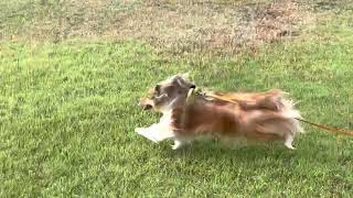 シェルティ　つむぎ　かんちゃんと芝生の広場でボール遊び