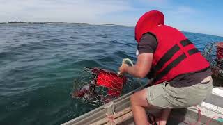 Fishing, diving and pulling cray pots.  5 lobsters and 2 king George whiting. South Australia.