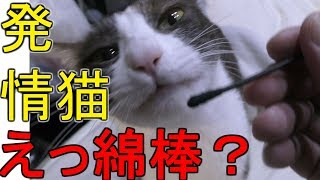 発情期状態の家猫＋綿棒＝状態回復、はい、いつもの綿棒動画、今日はみーちゃんです