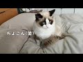 【飼いやすい猫】ラグドールの甘え方・総集編～ラグドールのハク　ragdoll cat haku～