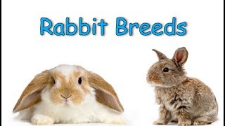 Rabbit Breeds