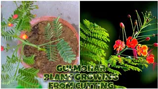 Gulmohar plant|peacock flower plant/How to grow gulmohar plant from cutting #gulmohar