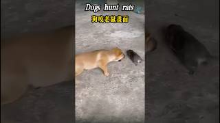 Dog hunt mouse狗狗抓捕老鼠 #dog #dogs #狗 #mouse #狗狗 #老鼠