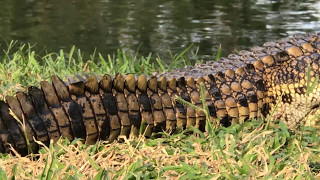 Croc Capture Fails