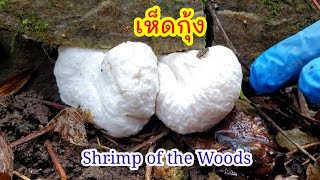 EP.2/2 เก็บเห็ดกุ้งต่อจากคลิปที่แล้ว Shrimp of the Woods mushroom