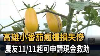 高雄小番茄「瘋欉」災損 今起可申請現金救助－民視新聞