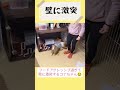 フードアグレッシブ過ぎて壁に激突する子犬